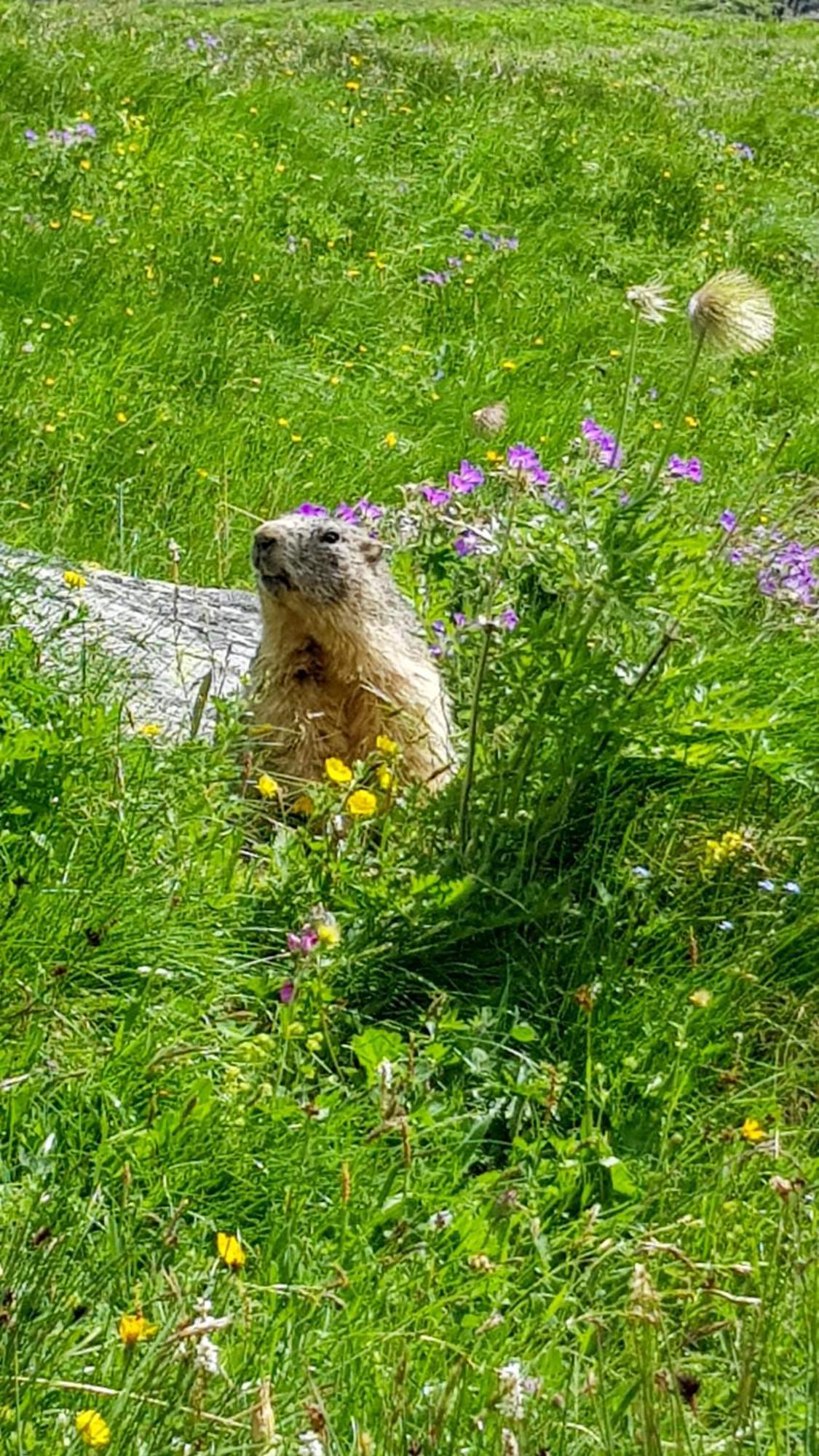 Aux Portes Du Parc National De La Vanoise Appartement Termignon Val Cenis Avec Wifi Екстериор снимка
